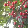 空中楽団 - Red Berries